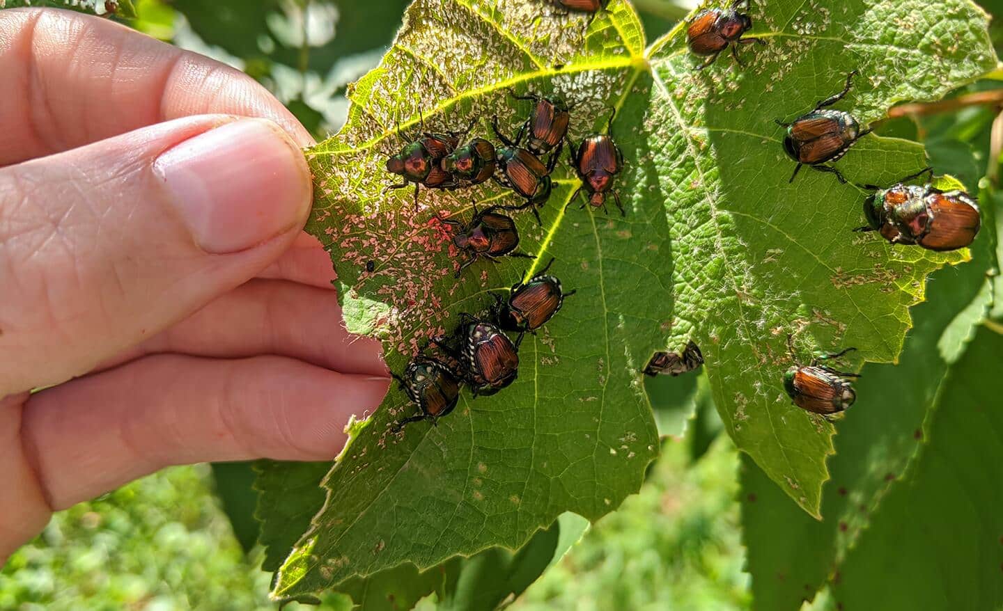 How to Get Rid of Japanese Beetles - The Home Depot